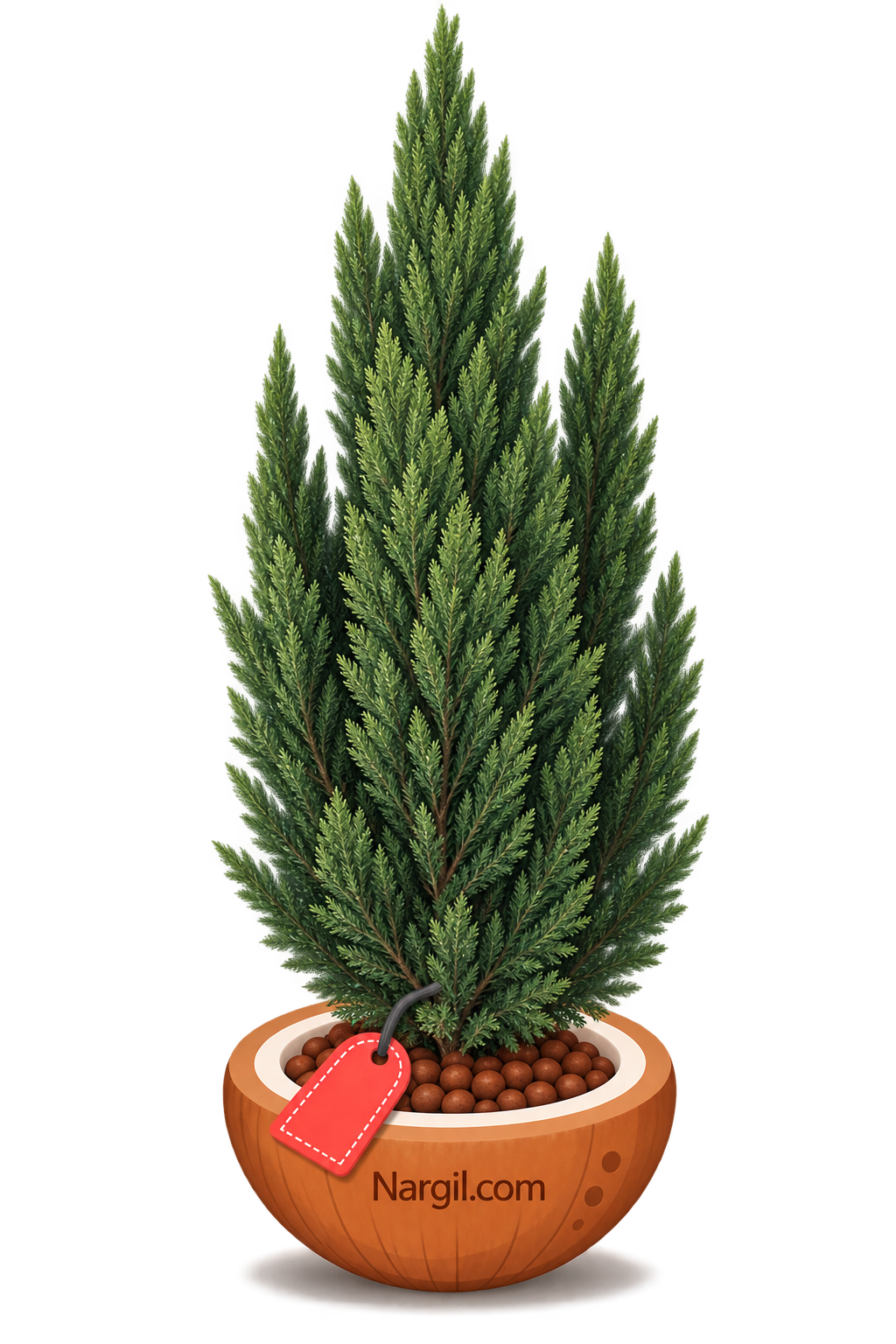 Nargil_Cupressus sempervirens var. cereiformis